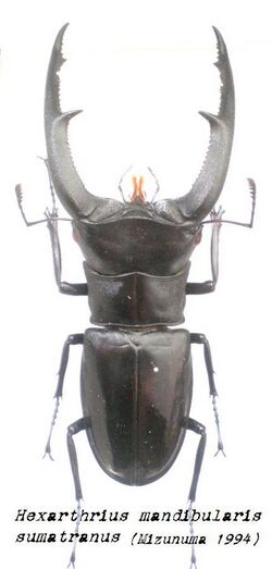 Hexarthrius mandibularis.JPG