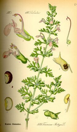 Illustration Teucrium botrys0.jpg