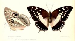 Illustrations of new species of exotic butterflies Charaxes V, Charaxes ameliae.jpg