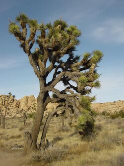 Joshua tree 1.jpg