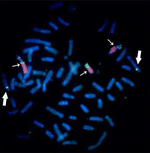 Karyotype of Chinese raccoon dog (Nyctereutes procyonoides procyonoides).png