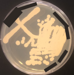 Kluyveromyces lactis yeast cuture growing on a yeast powder-dextrose culture plate; plate-specific details redacted in black