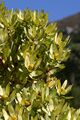 Leucadendron tinctum (89035817).jpg
