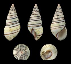 Liguus fasciatus achatinus 01.jpg