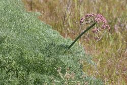 Lomatium columbianum 3175.JPG