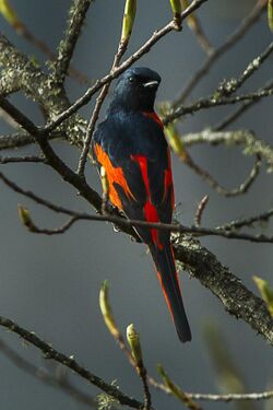Long-tailed Minivet - Bhutan S4E9727 (17026706092).jpg