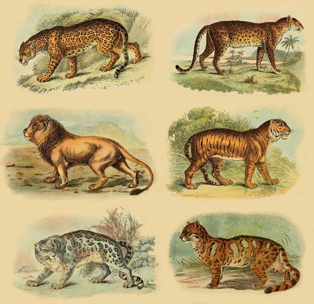 File:Lydekker - Pantherinae collage.jpg