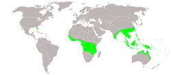 World map with green shading indicating the species' distribution in southeast Asia to the north and northeastern coasts of Australia, central and west Africa and Florida