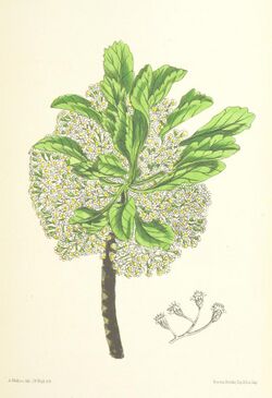 MELLISS(1875) p395 - PLATE 41 - Psiadia Rotundifolia.jpg