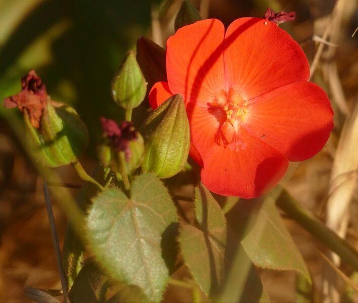 File:Malvaceae (Pavonia rosa-campestris) (48326350262).jpg