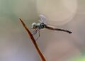 Mangrove Dwarf, Spiny-chested Percher (46472044125).jpg