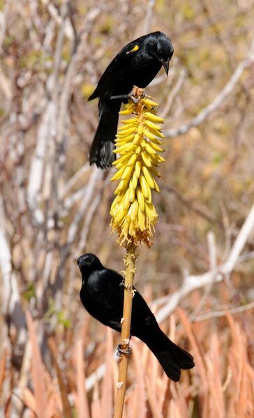File:Mariquita Yellow-shouldered Blackbird (5839986495).jpg