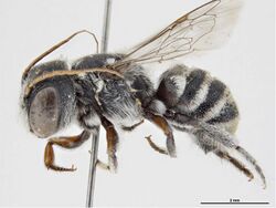 Megachile turneri.jpg