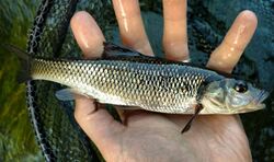 Nashua River Fallfish.jpg