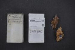 Naturalis Biodiversity Center - RMNH.MOL.129218 - Chicoreus trivialis (A. Adams, 1854) - Muricidae - Mollusc shell.jpeg