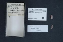 Naturalis Biodiversity Center - RMNH.MOL.187307 - Simnia avena (Sowerby, 1832) - Ovulidae - Mollusc shell.jpeg
