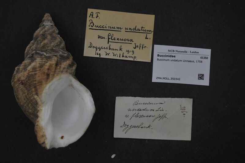 File:Naturalis Biodiversity Center - ZMA.MOLL.350342 - Buccinum undatum Linnaeus, 1758 - Buccinidae - Mollusc shell.jpeg