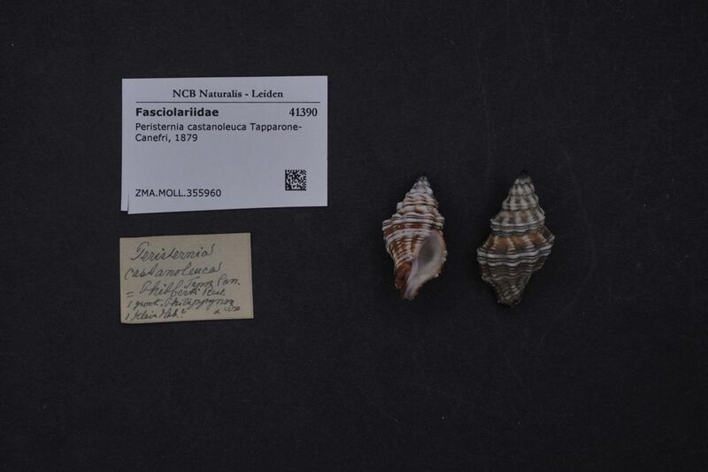 File:Naturalis Biodiversity Center - ZMA.MOLL.355960 - Peristernia castanoleuca Tapparone-Canefri, 1879 - Fasciolariidae - Mollusc shell.jpeg