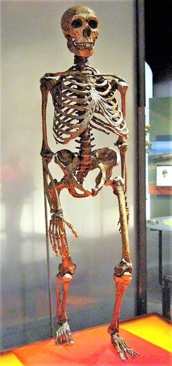 Slightly angled head-on view of a Neanderthal skeleton, stepping forward with the left leg