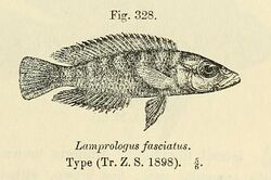 Neolamprologus fasciatus.jpg