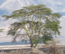 Ngorongoro Acacia xanthophloea.jpg