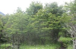 Nothofagus antarctica en Reserva Nacional Coyhaique.JPG