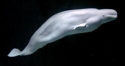 A beluga whale
