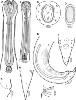 Parasite180099-fig1 Cucullanus austropacificus (Nematoda, Cucullanidae).png