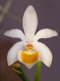Phalaenopsis malipoensis (26182921470).jpg