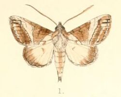 Pl.4-01-Risoba vialis Moore, 1881.JPG