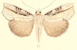 Pl.6-17-Cephena costata Moore, 1882.JPG