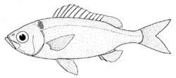 Plagiogeneion rubiginosum (Rubyfish).gif