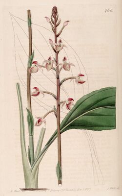 Ponthieva petiolata - Bot. Reg. 9 pl. 760 (1823).jpg