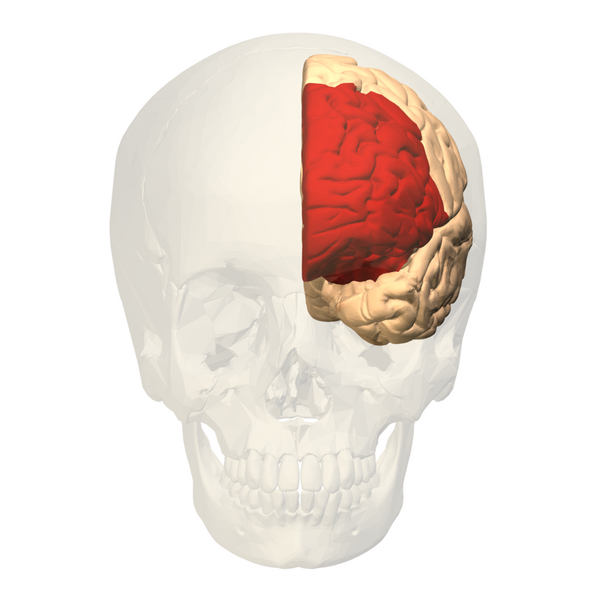 File:Prefrontal cortex (left) - anterior view.png