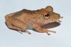Pristimantis cerasinus (Limon Robber Frog).jpg