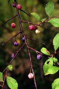 Prunus umbellata UGA1120568.jpg