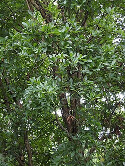 Quercus Glaucesens.jpg