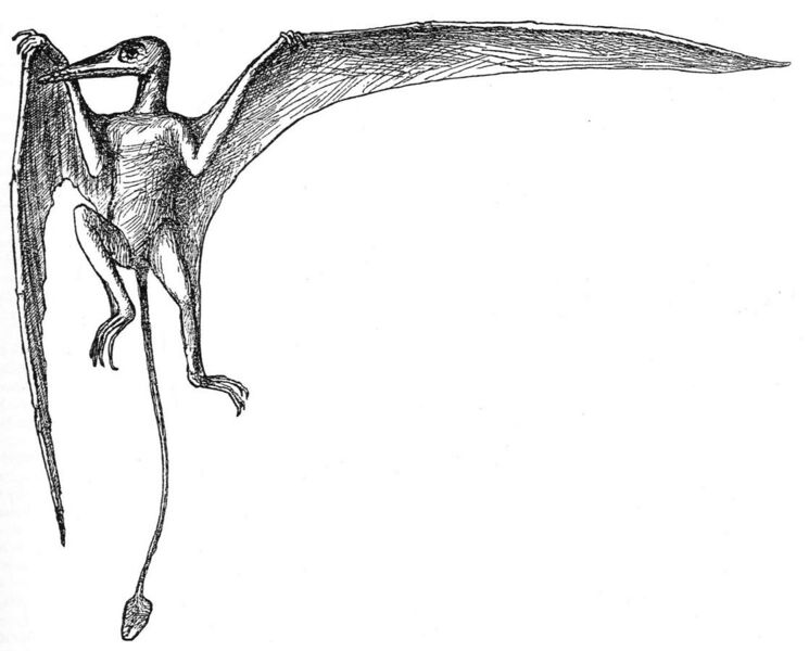 File:Ramphorhynchus reconstruction Zittel 1882.jpg