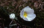 Ranunculus pyrenaeus.jpg