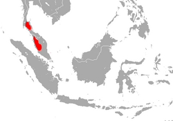 Rhinolophus robinsoni area.png