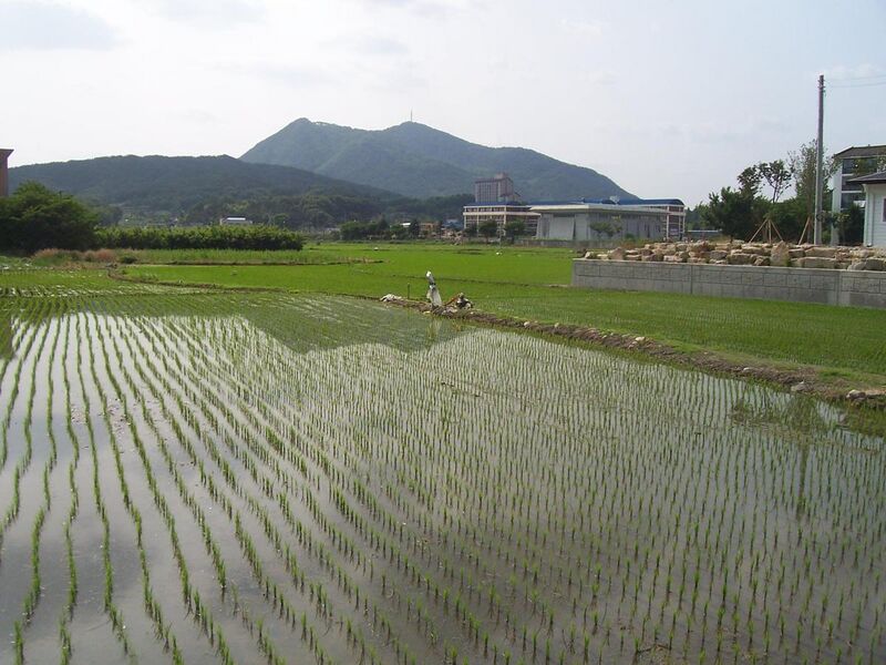 File:Rice fields in Namwon.jpg