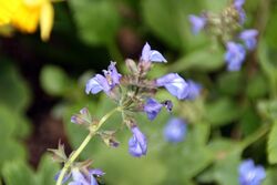 Salvia glechomifolia 0zz.jpg