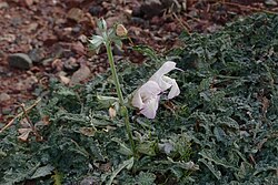 Salvia taraxacifolia.jpg