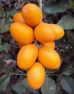 Sarcostigma kleinii fruits.jpg