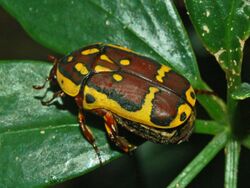 Scarabaeidae - Pachnoda fissipunctum.jpg