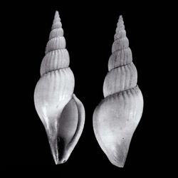 Seashell Calliotectum piersonorum.jpg