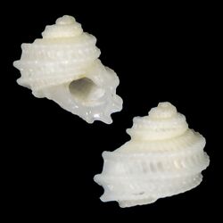 Seashell Vaceuchelus saguili.jpg