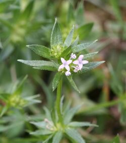 Sherardia arvensis 050731.jpg