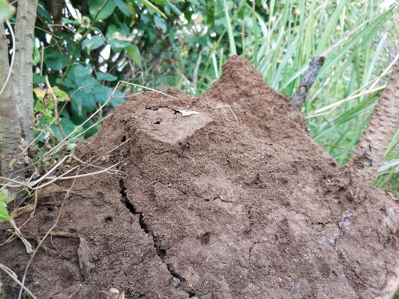 File:Solarium ants myrmecology.jpg