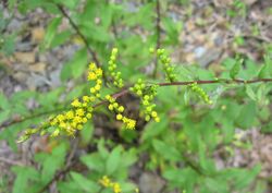 Solidago arguta flowers.jpg